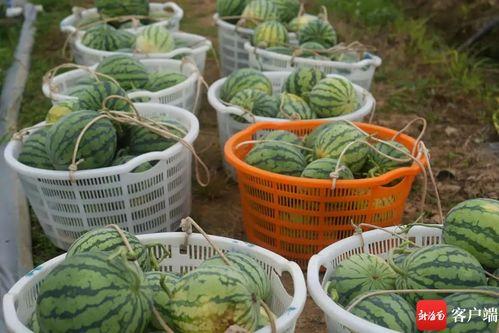 中大纺织商圈吃瓜,揭秘美食瓜子的魅力聚集地