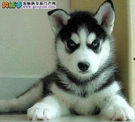 吃瓜哈士奇图片高清,萌态十足，高清美图来袭！