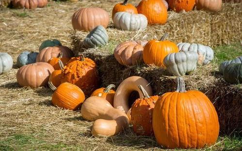 吃瓜金仔的作品,揭秘娱乐圈背后的那些事儿