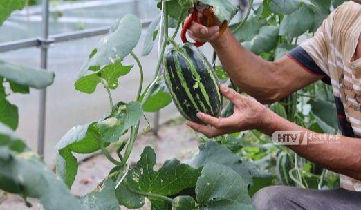 杭州印象教育吃瓜,教育界的“吃瓜”风云录