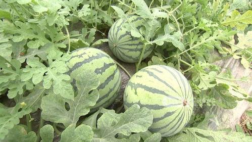 杭州印象教育吃瓜,教育界的“吃瓜”风云录