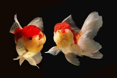 小金鱼吃瓜,小金鱼与夏日瓜果盛宴