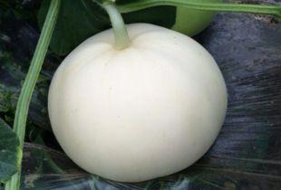 吃梨瓜胀气,揭秘消化不适的根源与应对策略