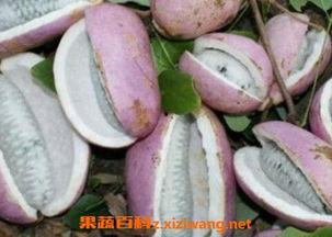 老人吃八月瓜视频播放