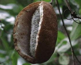 老人吃八月瓜视频播放