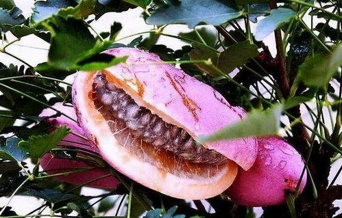 老人吃八月瓜视频播放