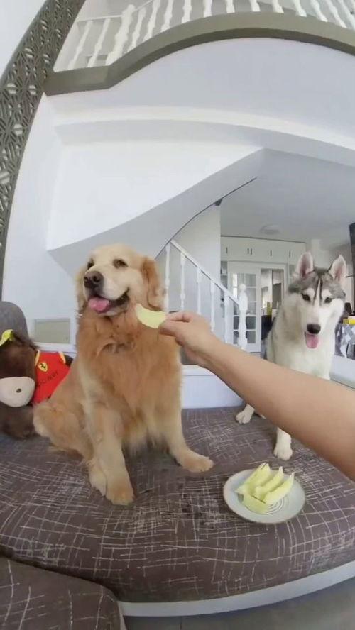 狗吃生洋瓜,揭秘生洋瓜的独特魅力