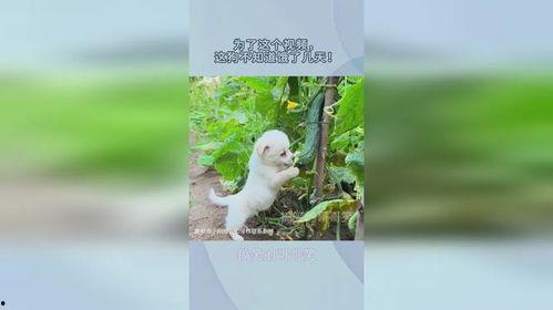 狗菜地吃瓜,一场与瓜果的欢乐邂逅