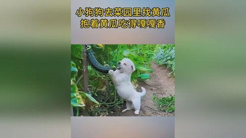 狗菜地吃瓜,一场与瓜果的欢乐邂逅
