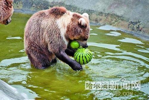 吃瓜动物照片,揭秘吃瓜动物的趣味瞬间