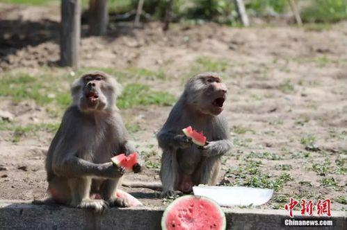 吃瓜动物照片,揭秘吃瓜动物的趣味瞬间