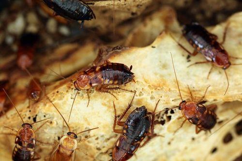 蟑螂吃贝贝瓜吗,揭秘它们对贝贝瓜的喜好