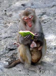 猴子吃瓜头像高清,瓜界风云再起