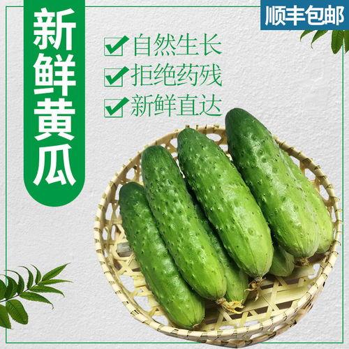 黄瓜嫩瓜怎么吃,轻松解锁美味新境界