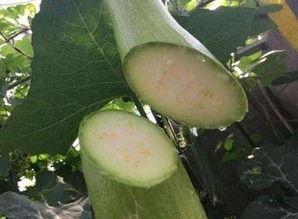 包大黑吃瓜,揭秘娱乐圈幕后故事