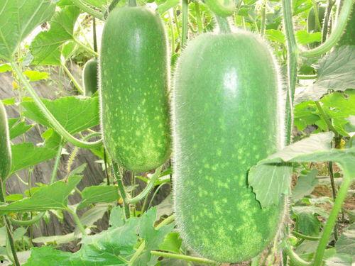 满朝齐聚吃瓜,满朝齐聚，共赏瓜田盛宴