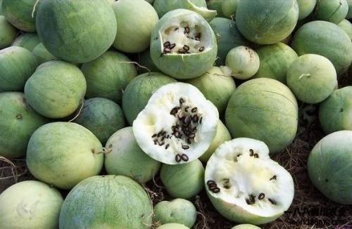 年年都吃新疆瓜,传承与创新中的甜蜜记忆