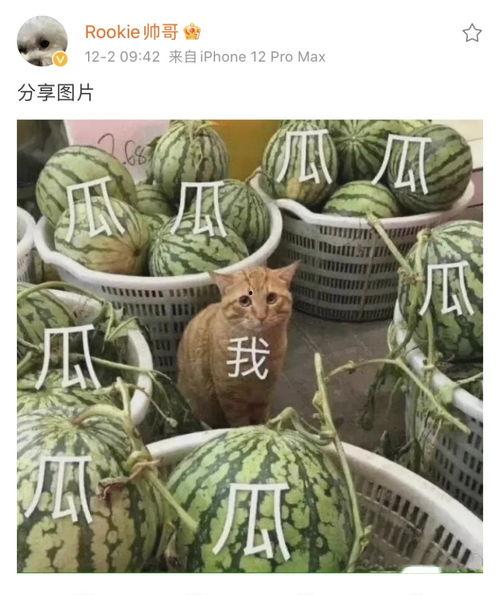 八卦吃瓜,揭秘娱乐圈幕后故事