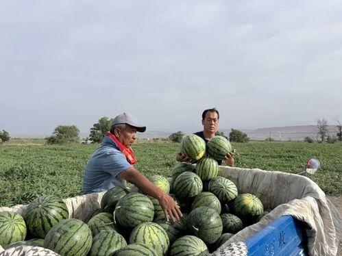 营口大石桥吃瓜,瓜果飘香，品味夏日田园风情