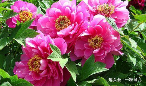 红牡丹带你吃瓜,红牡丹带你领略瓜界风云