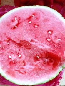 红牡丹带你吃瓜,红牡丹带你领略瓜界风云