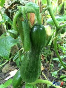 华子吃绿瓜,绿瓜背后的神秘世界