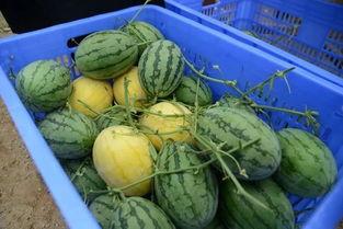 年费吃瓜群,揭秘娱乐圈幕后风云的神秘之地