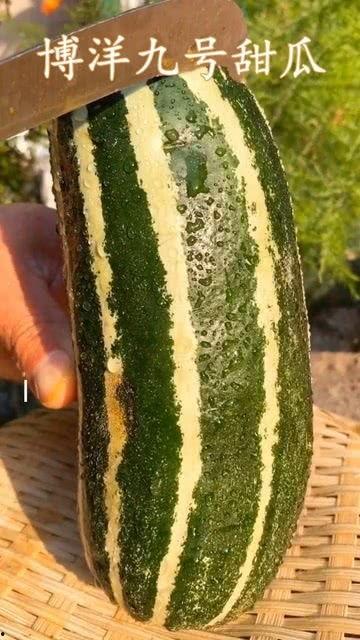 梦见吃瓜还很熟很多瓜,瓜果飘香，尽享丰收之喜