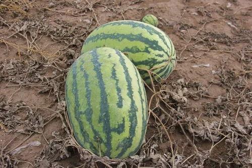 梦见吃瓜还很熟很多瓜,瓜果飘香，尽享丰收之喜