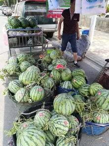 河南长垣吃瓜事件,一场引发社会关注的误会风波