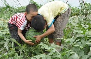 河南长垣吃瓜事件,一场引发社会关注的误会风波