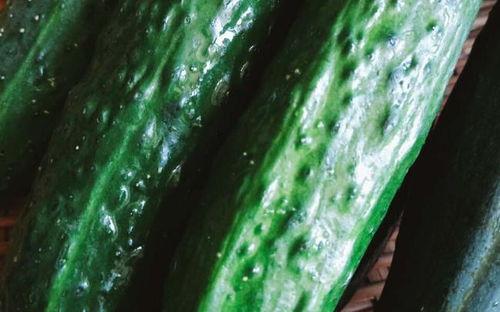 吃瓜胜人参,揭秘网络时代的“人参”效应