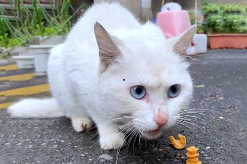 流浪猫可以吃瓜吗,瓜果飘香时