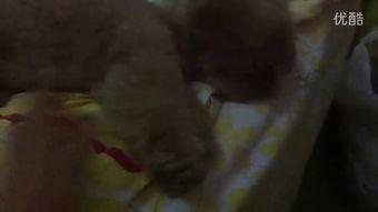 姐弟吃瓜的视频