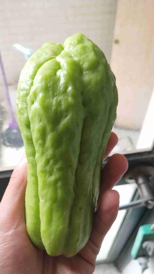 桂族瓜怎么吃,解锁美味新体验