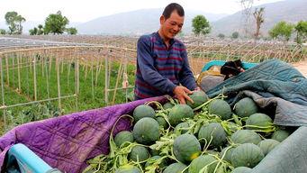 宁蒗县吃瓜群众,吃瓜群众的热闹生活画卷