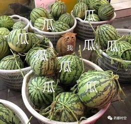 上网吃瓜的,揭秘网络舆论场的狂欢与反思  第3张