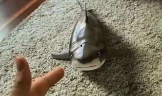 小鲨最新吃瓜,揭秘娱乐圈幕后风云