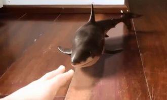 小鲨最新吃瓜,揭秘娱乐圈幕后风云  第2张