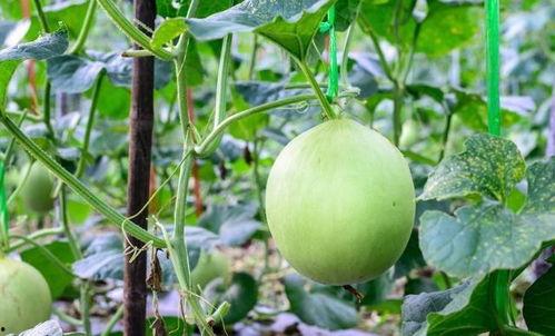 吃瓜嗓子巨疼,揭秘嗓子不适的真相与防护