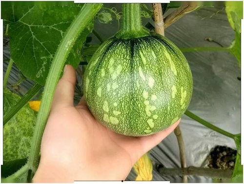 广东工商吃瓜,吃瓜群众揭秘行业内幕  第1张