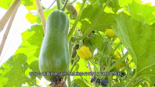 广东工商吃瓜,吃瓜群众揭秘行业内幕  第3张