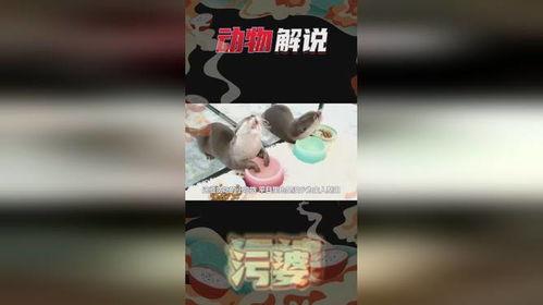 水獭瓜怎么吃,解锁美味新体验  第3张